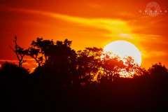 2664-_D2_09542