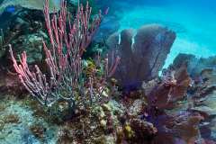 0744-Canon-G12-IMG_8649