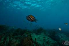 DSC04876