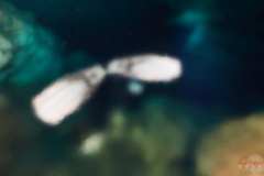 DSC05300