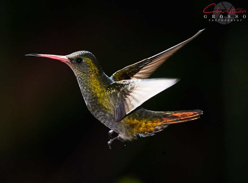 CAG17840