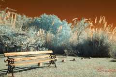 MG_3975