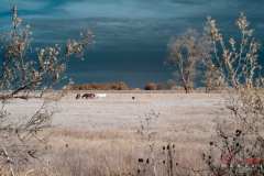 MG_7926