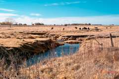 MG_7927